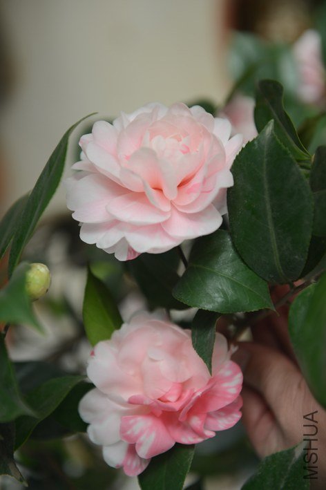 DSC_0401.JPG
