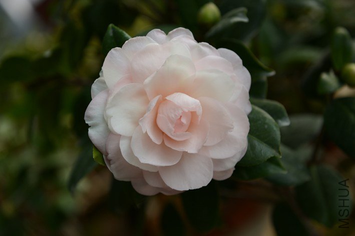 DSC_0414.JPG