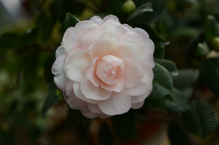 DSC_0415.JPG