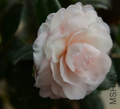DSC_0416.JPG