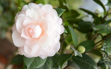DSC_0418.JPG