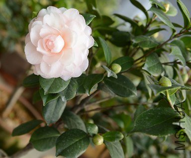 DSC_0419.JPG