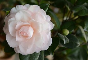 DSC_0422.JPG