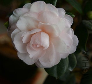 DSC_0423.JPG