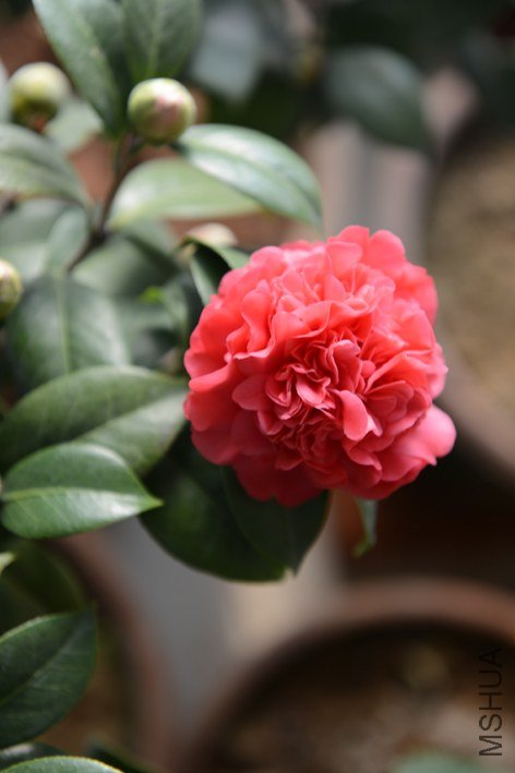 DSC_0385.JPG