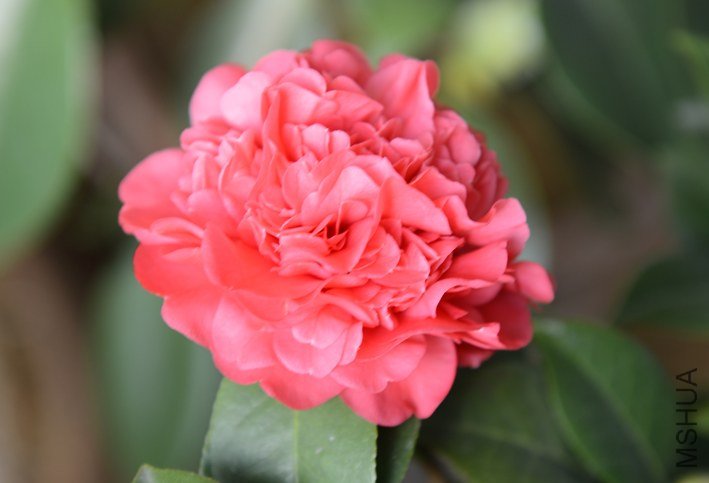 DSC_0387.JPG