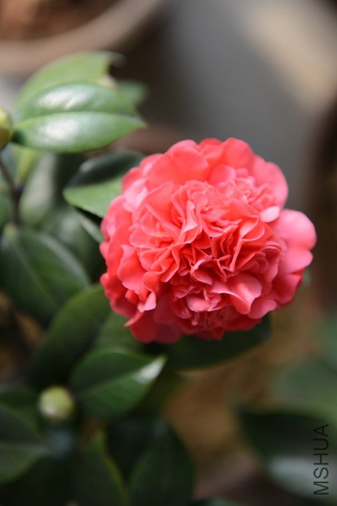 DSC_0388.JPG
