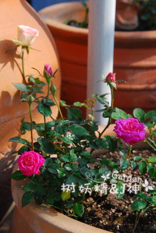 DSC_0010.JPG