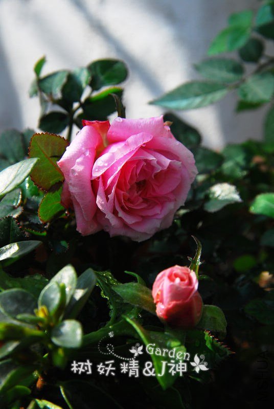 DSC_0020.JPG
