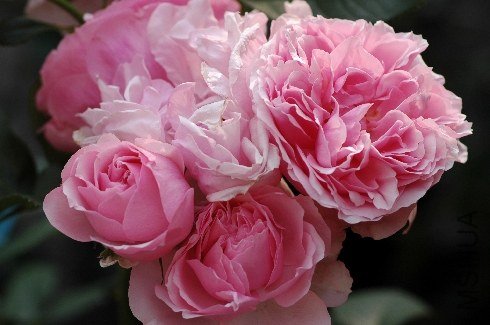 4224_DSC_8035.jpg