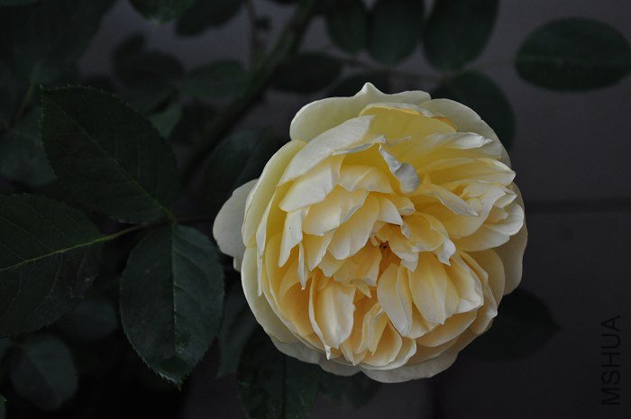 DSC_0207.jpg