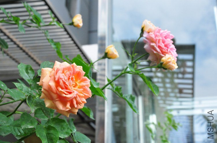DSC_0012.jpg