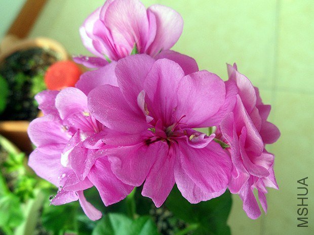 ˮ��  1.11_����.jpg