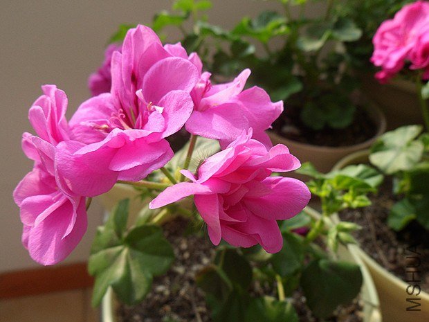 ˮ�� 1.11_����.jpg