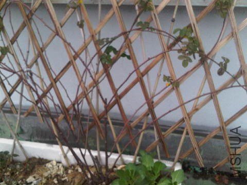 IMG00040-20130115-1117.jpg
