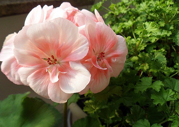 ɽ��1.11 (2)_����.jpg