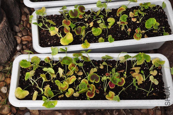 ���� DSC_0061.jpg