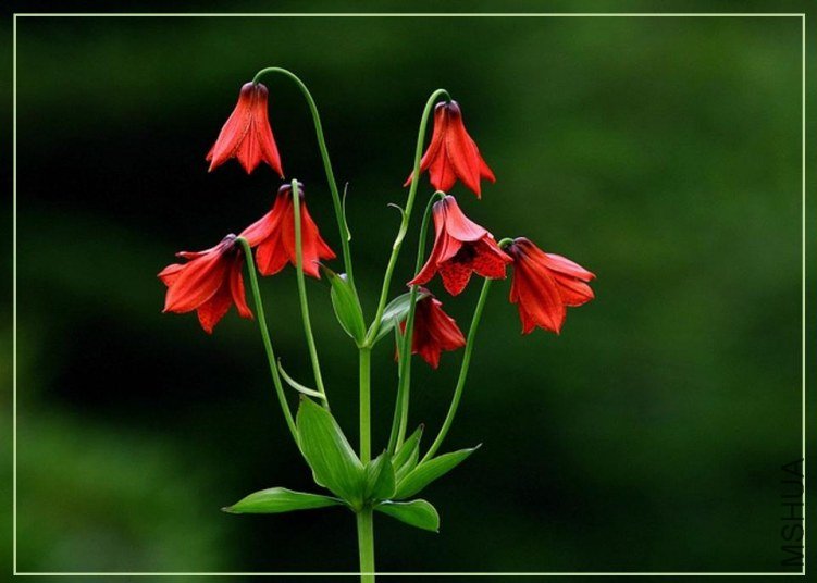 lilium grayi 2.jpg