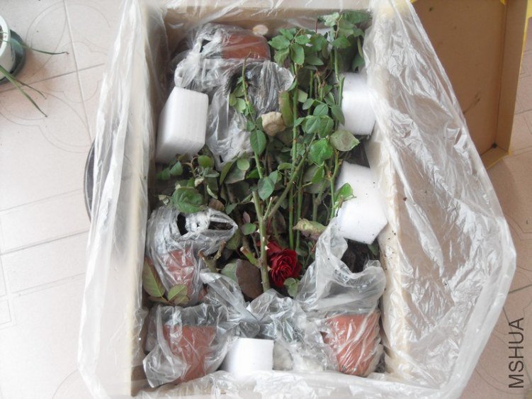 SDC16848.JPG