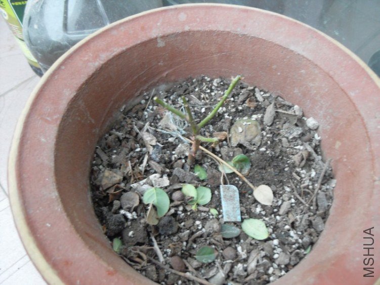 SDC16860.JPG