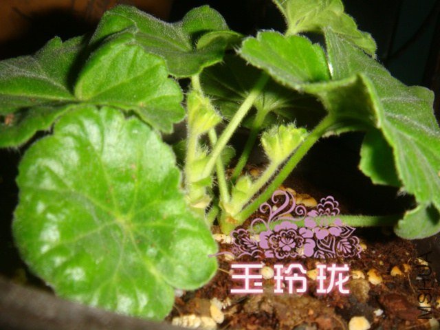 2013-1-13.JPG