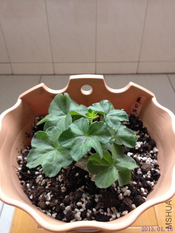 ����õ�� 2013.01.16(1).JPG