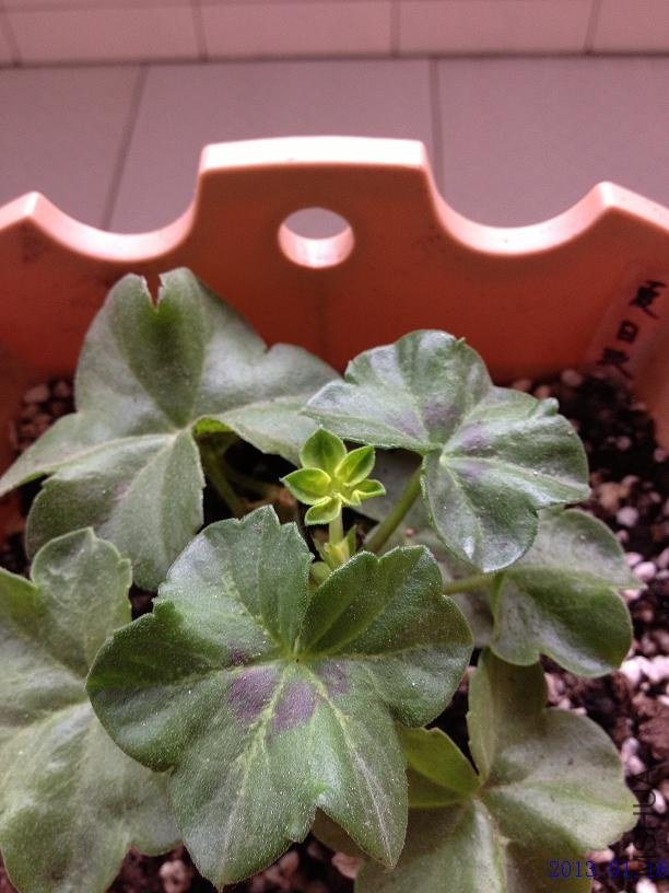 ��Ҷ��������д