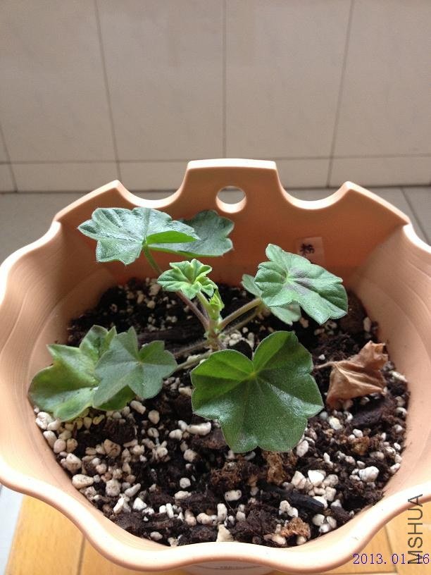 ��Ů�� 2013.01.16��1��.JPG