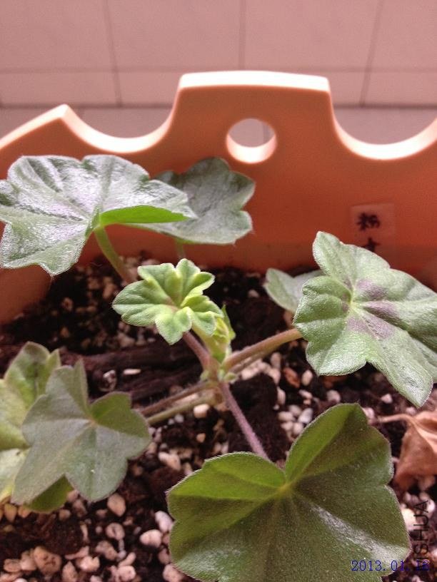 ��Ҷ��������д