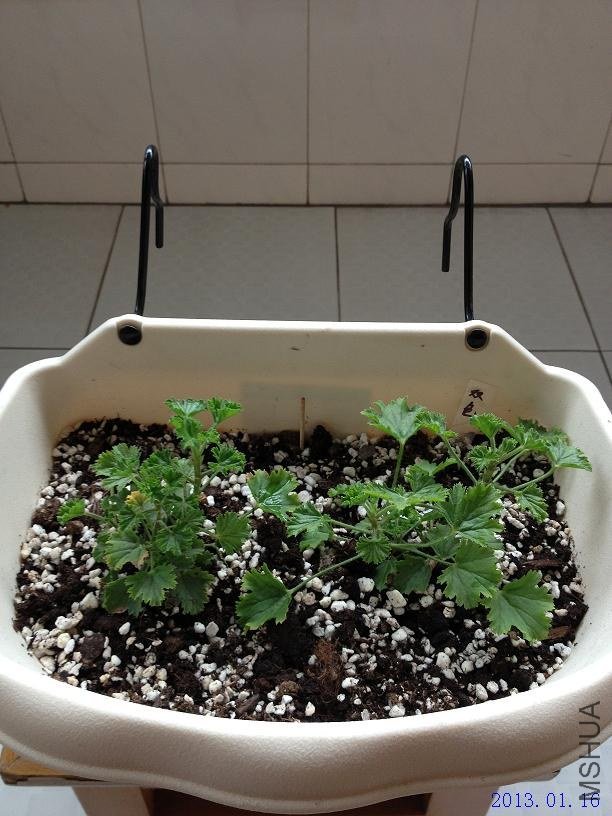 ˫ɫ��ʹ 2013.01.16.JPG