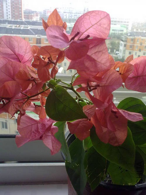 20121208518.jpg