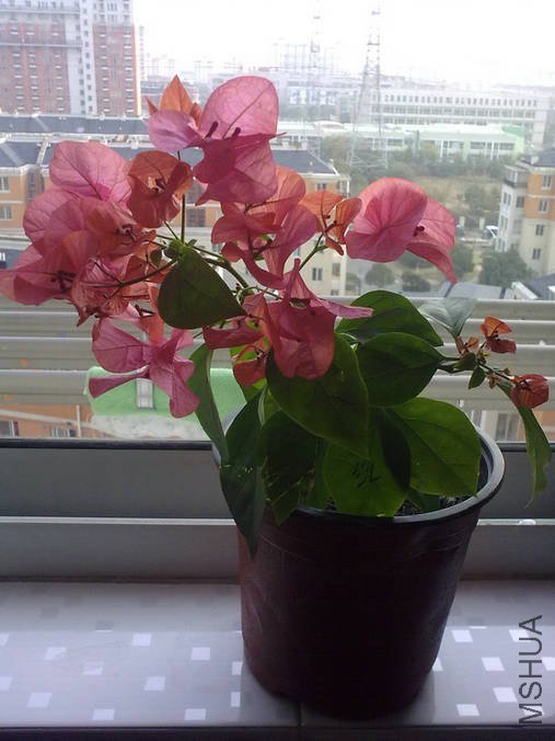 20121208519.jpg