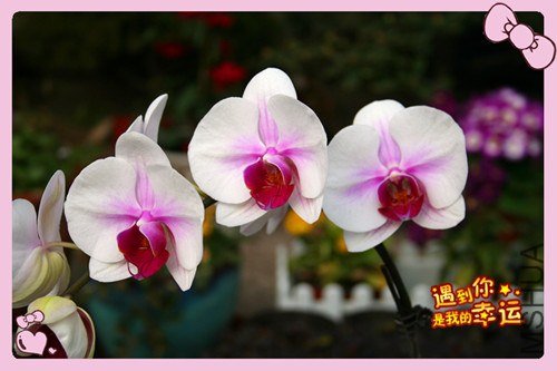 ��Ƭ 017_����.jpg