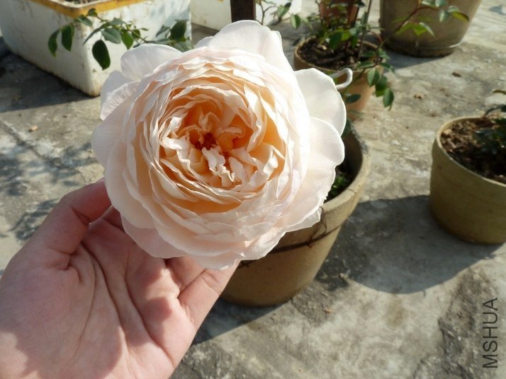 P1050081.jpg