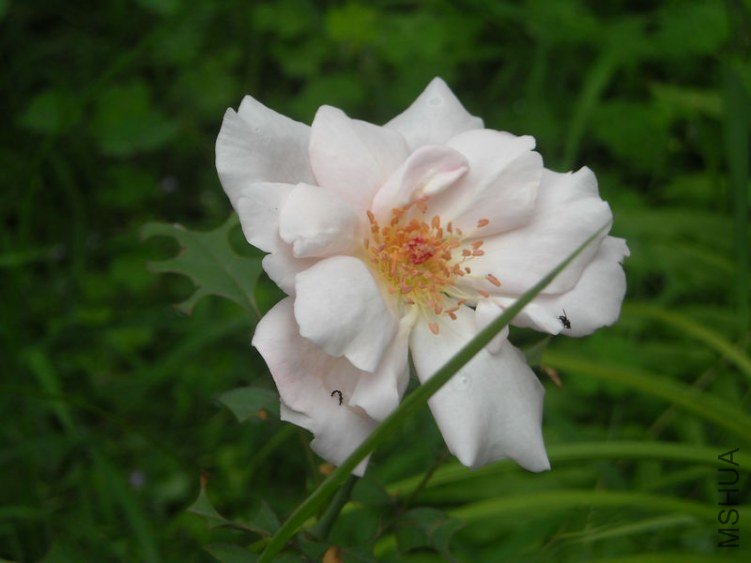 ��Ƭ 095.jpg