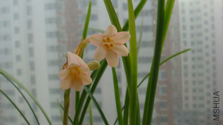 DSC01132.jpg