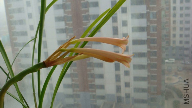 DSC01133.jpg