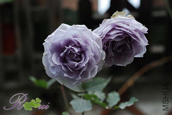 DSC_6699.jpg