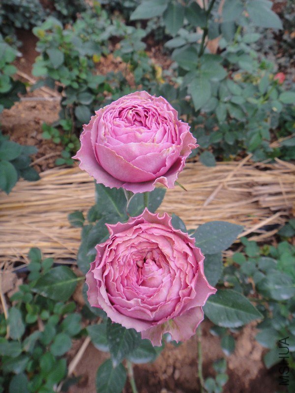 DSC09923.jpg