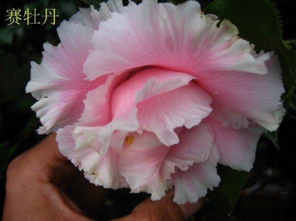 ��ĵ��2013010902.JPG