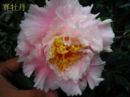 ��ĵ��2013010909.JPG
