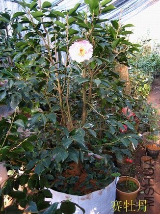 ��ĵ��2013011303.JPG