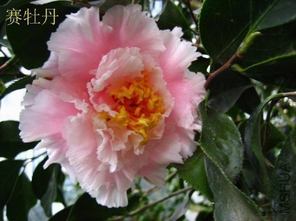 ��ĵ��20130109014.JPG