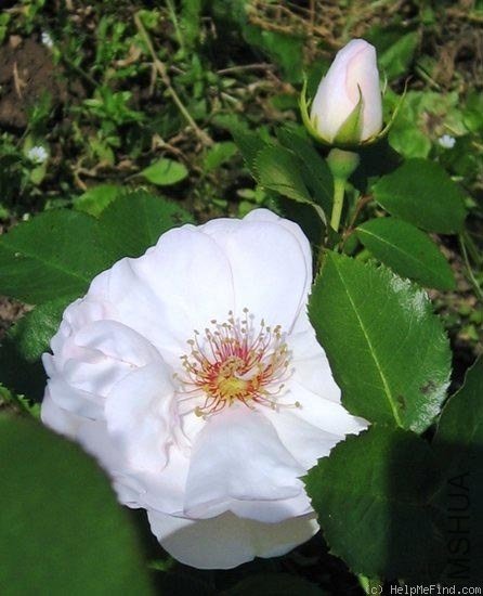Jacqueline du Pr��14.jpg