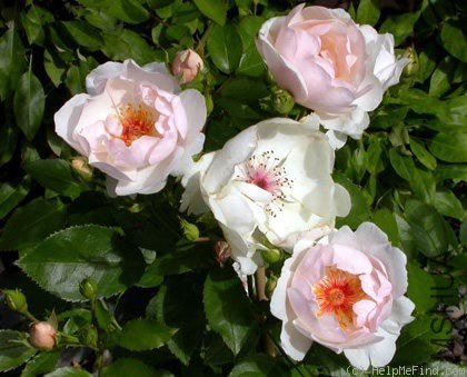 Jacqueline du Pr��15.jpg