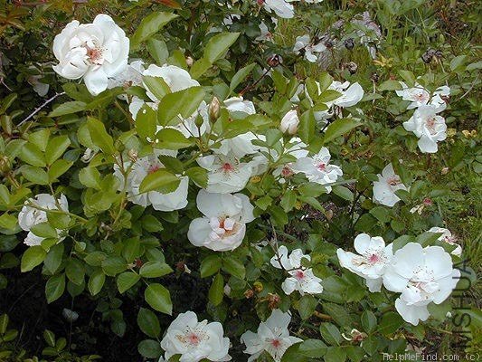 Jacqueline du Pr��151.jpg