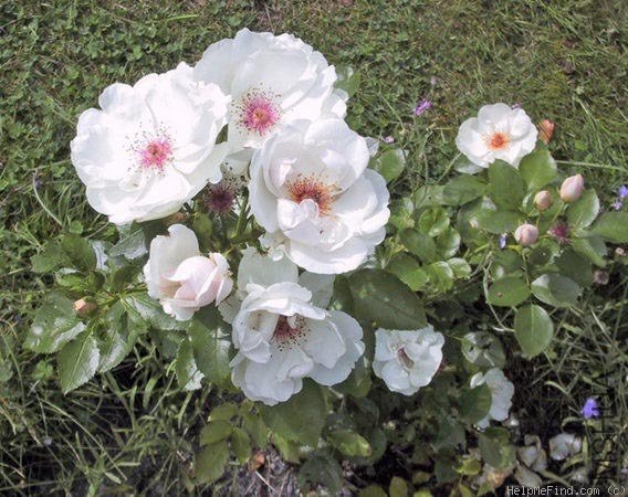 Jacqueline du Pr��\'4.jpg