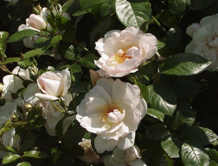 Jacqueline du Pr��\'5.jpg