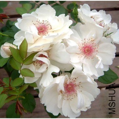 �ܿ��ա������٣�Jacqueline du Pr����.jpg