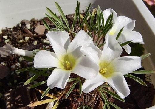 ������С DSC02382.jpg